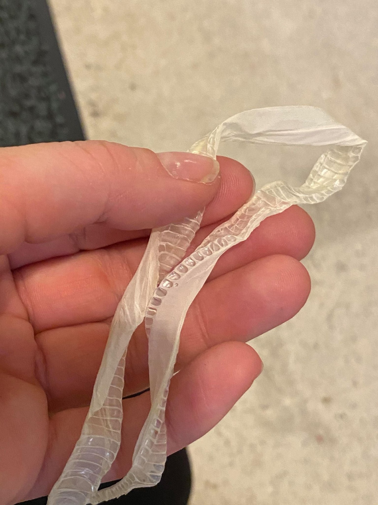 Ham fra en scaleless. Foto: Firehose Reptiles