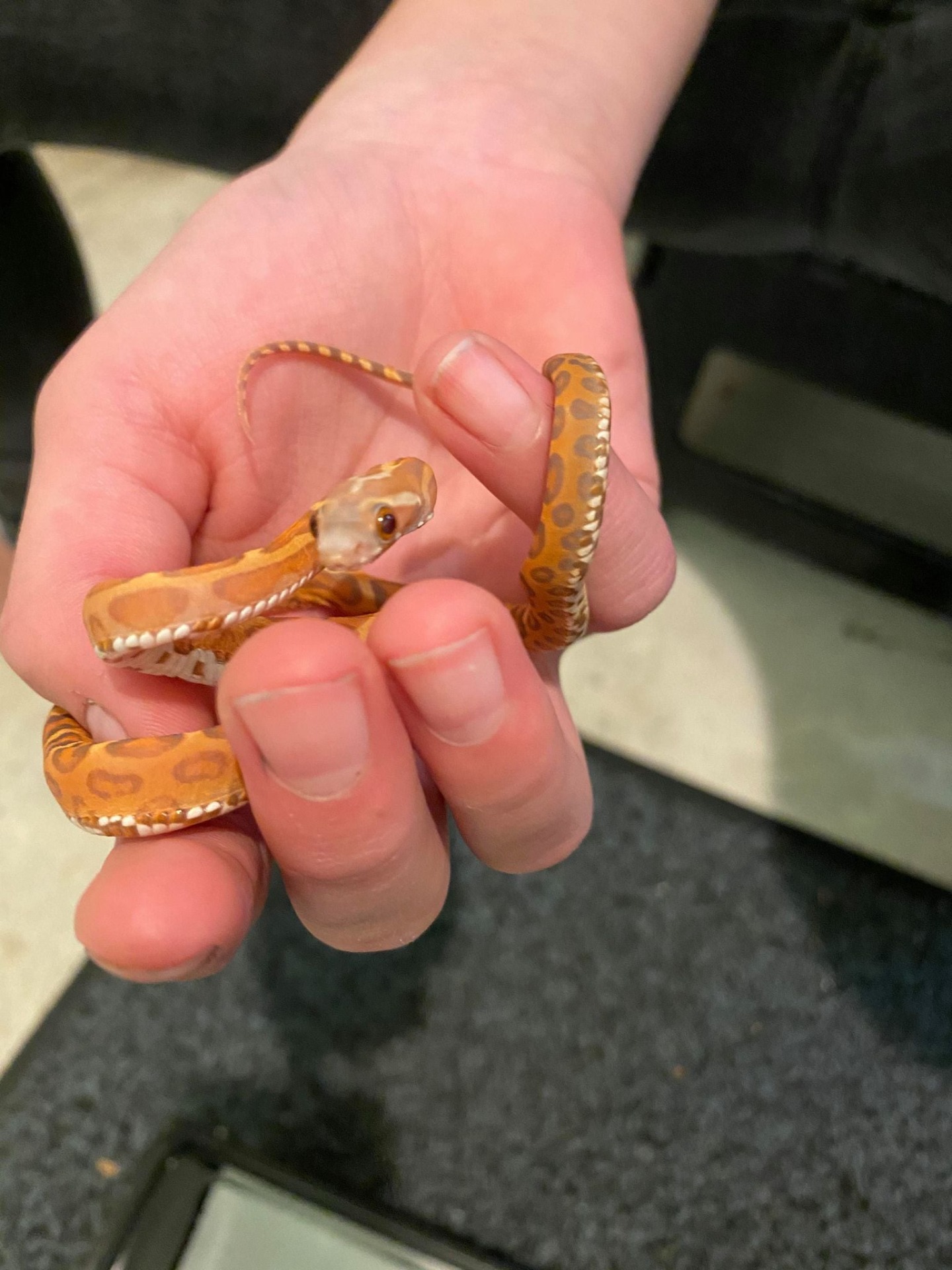 Hypo scaleless fra Wyre Forest Reptiles, Foto: Firehose Retiles