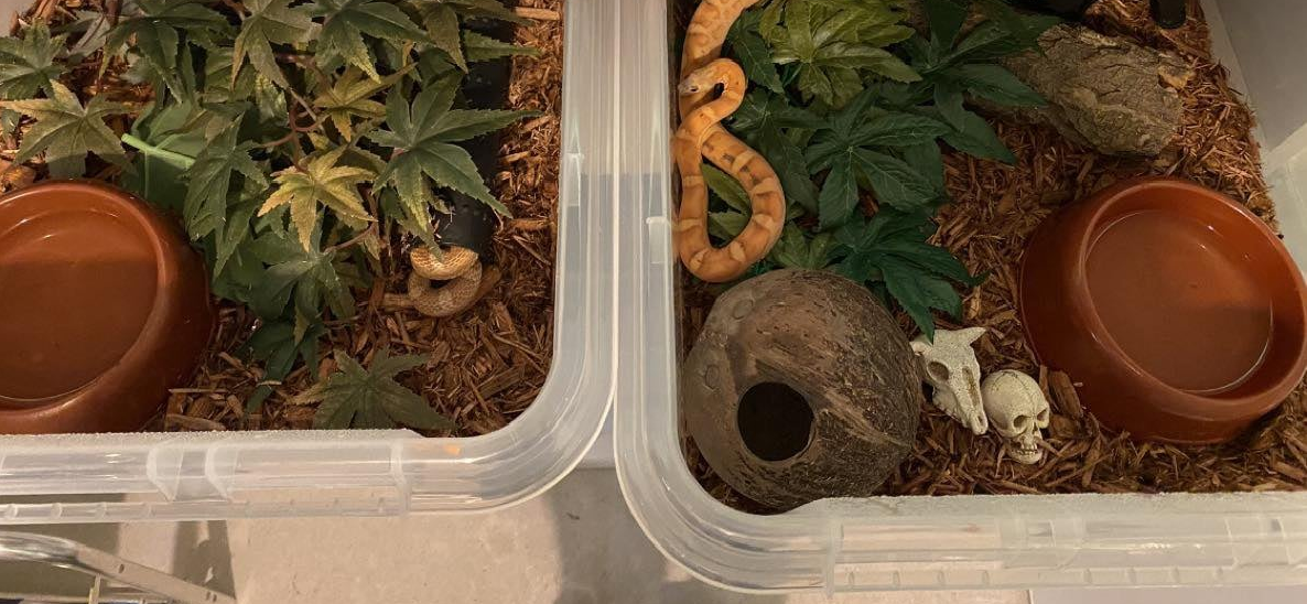 Boksen til høyre tilhører en kornsnok med skjell, og boksen til venstre en scaleless. Foto: Firehose Reptiles