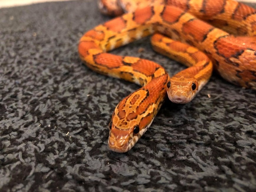 Het palmetto-parret som produserte de første palmettoene i Norge. Foto: Firehose Reptiles