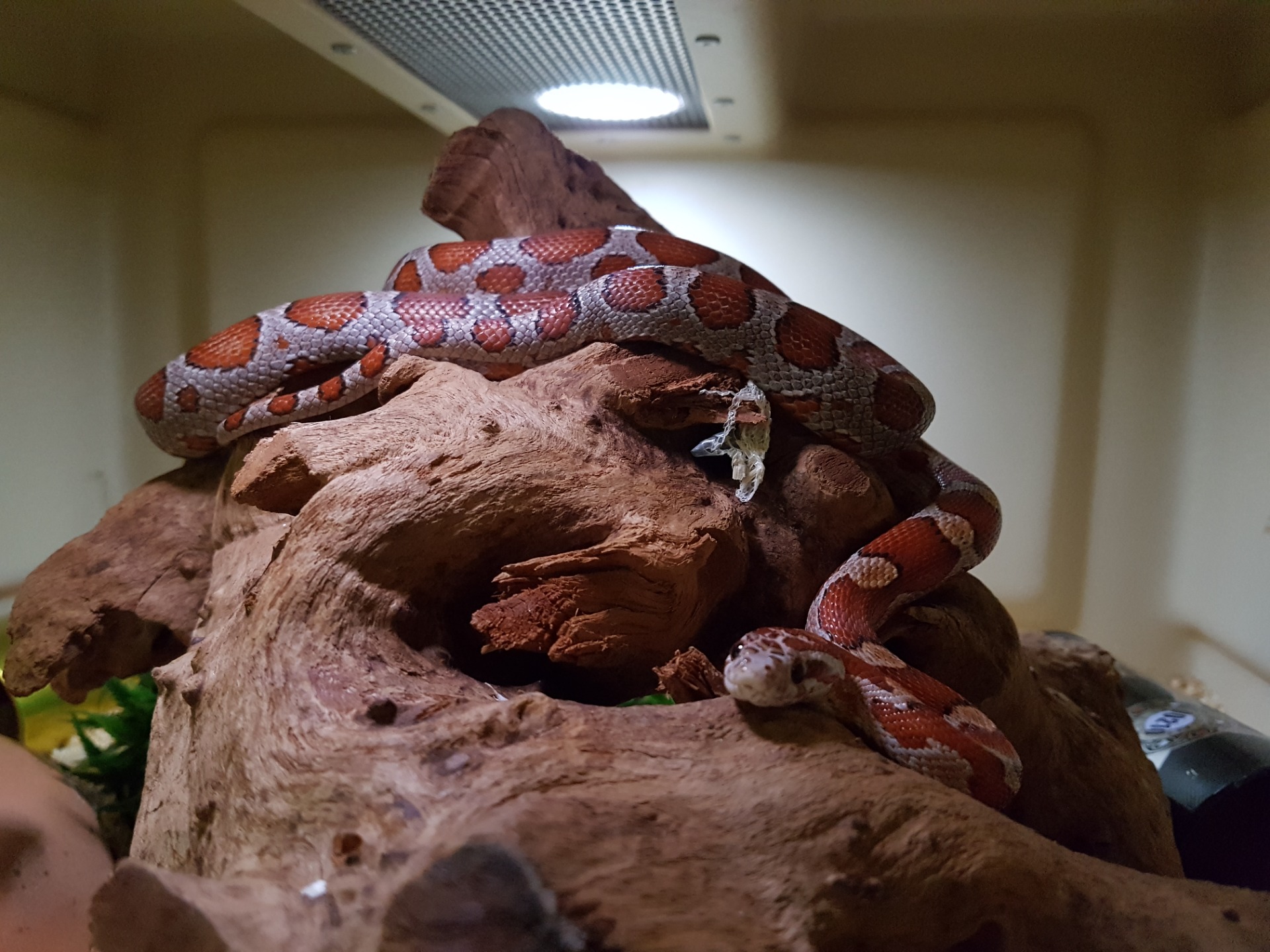 Microscale. Foto: Barbara Velthuysen