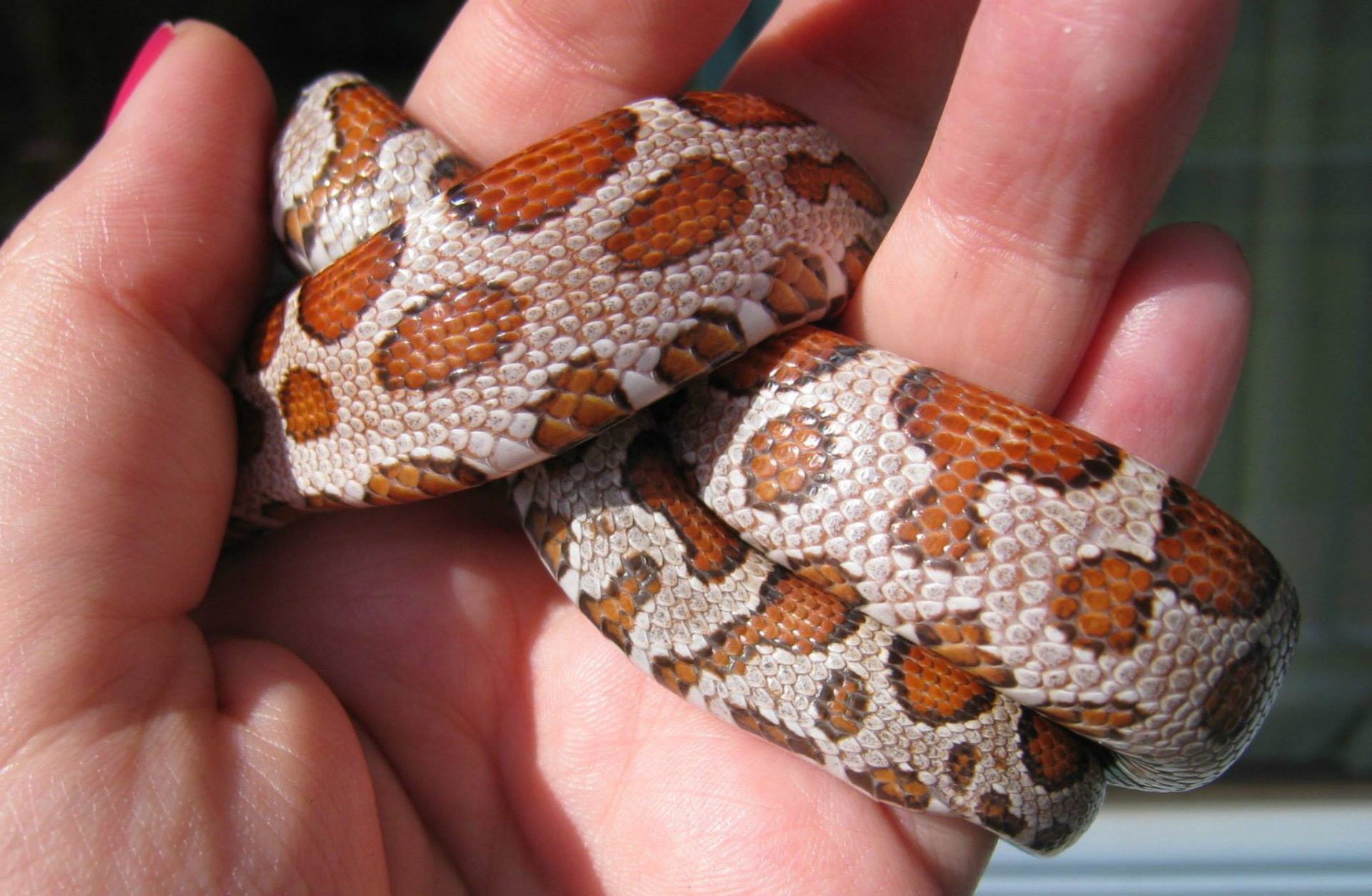 Microscale. Foto: Barbara Velthuysen