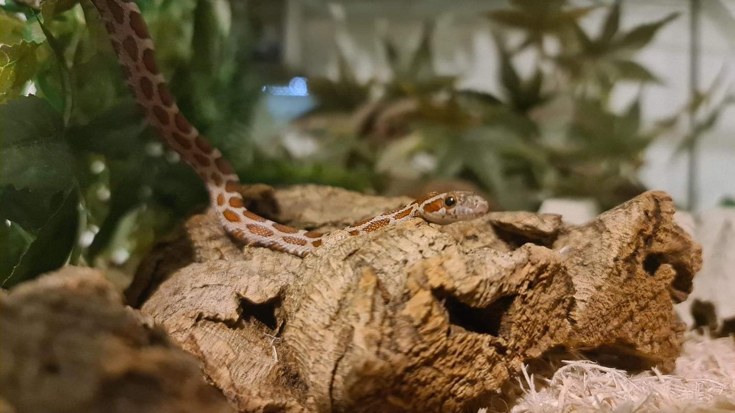 Microscale. Foto: Firehose Reptiles